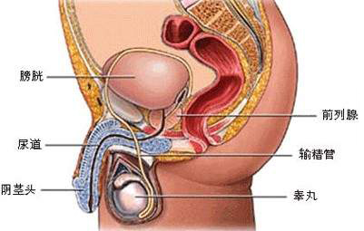 預(yù)防前列腺囊腫需注意哪些